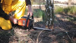 Best Utility Line Clearance  in Truckee, CA