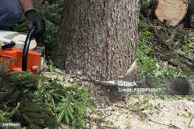 Best Fruit Tree Pruning  in Truckee, CA