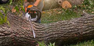 How Our Tree Care Process Works  in  Truckee, CA