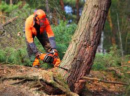 Best Commercial Tree Services  in Truckee, CA