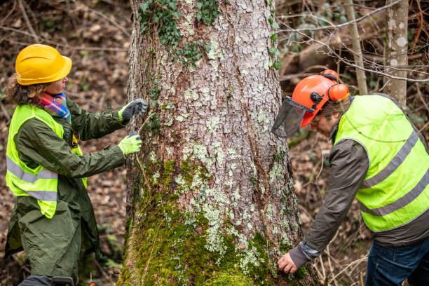 Best Arborist Consultation Services  in Truckee, CA