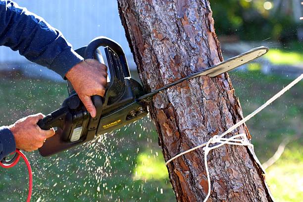 Truckee, CA Tree Care Company