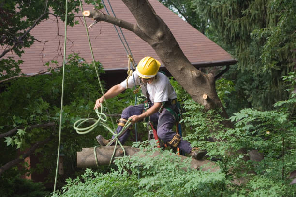 Lawn Renovation and Restoration in Truckee, CA