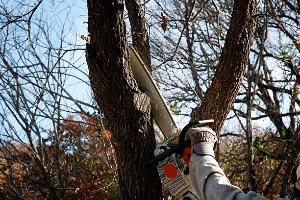 Lawn Maintenance Plans in Truckee, CA