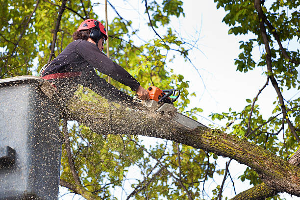 Best Emergency Tree Removal  in Truckee, CA