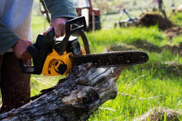 Best Tree Cabling and Bracing  in Truckee, CA