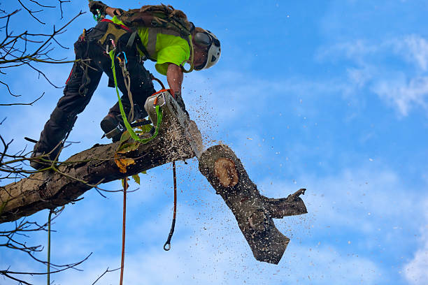 Best Hazardous Tree Removal  in Truckee, CA